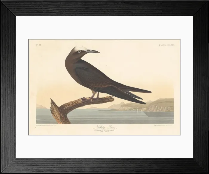 Framed Print : Noddy Tern, 1835. Creator: Robert Havell Framed Print : Noddy Tern, 1835. Creator: Robert Havell