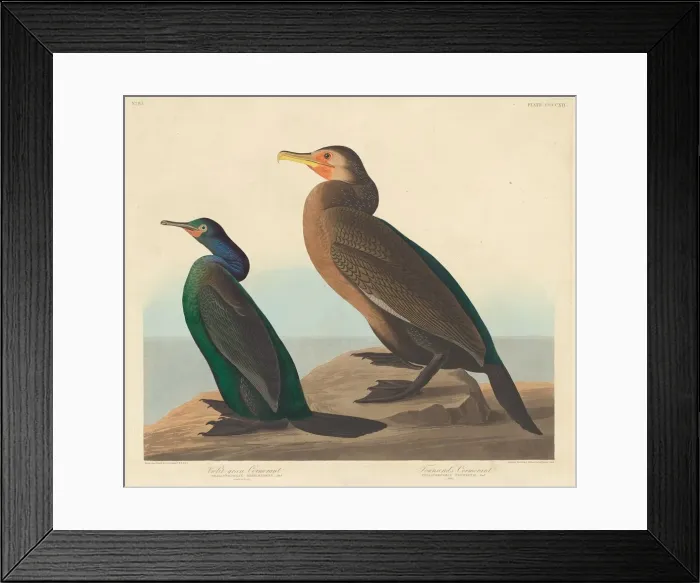 Framed Print : Violet-green Cormorant and Townsends Cormorant, 1838. Creator: Robert Havell Framed Print : Violet-green Cormorant and Townsends Cormorant, 1838. Creator: Robert Havell