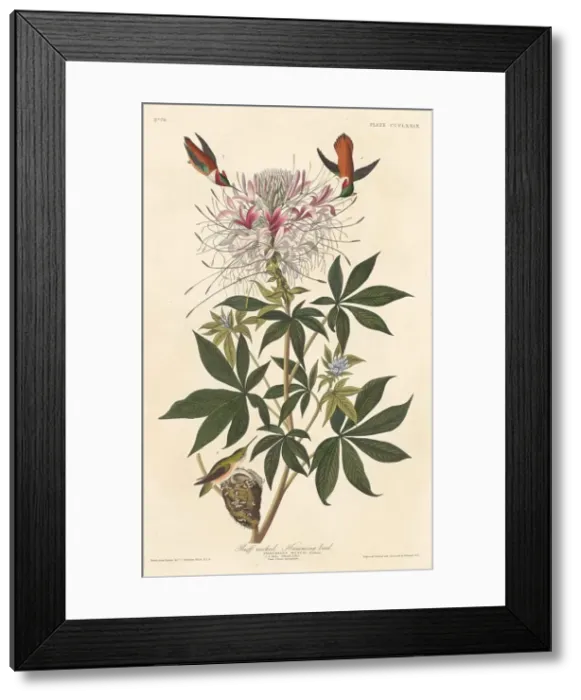 Framed Print : Ruff-necked Humming-bird, 1837. Creator: Robert Havell Framed Print : Ruff-necked Humming-bird, 1837. Creator: Robert Havell