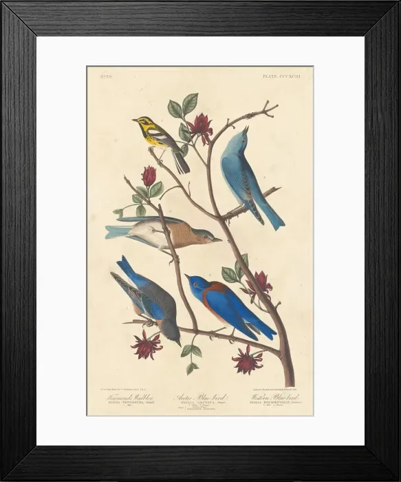 Framed Print : Townsends Warbler, Arctic Blue Bird and Western Blue Bird, 1837. Creator: Robert Havell Framed Print : Townsends Warbler, Arctic Blue Bird and Western Blue Bird, 1837. Creator: Robert Havell