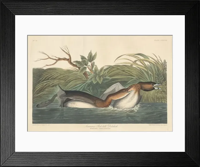 Framed Print : American Pied-Bill Dobchick, 1835. Creator: Robert Havell Framed Print : American Pied-Bill Dobchick, 1835. Creator: Robert Havell