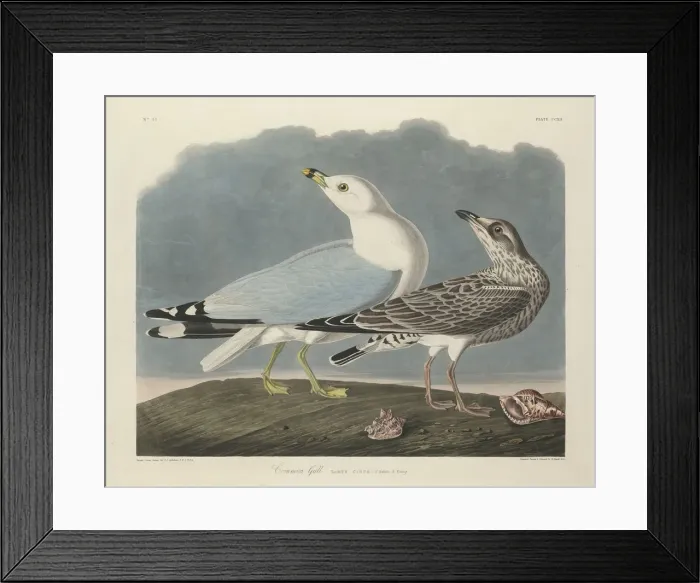 Framed Print : Common Gull, 1834. Creator: Robert Havell Framed Print : Common Gull, 1834. Creator: Robert Havell