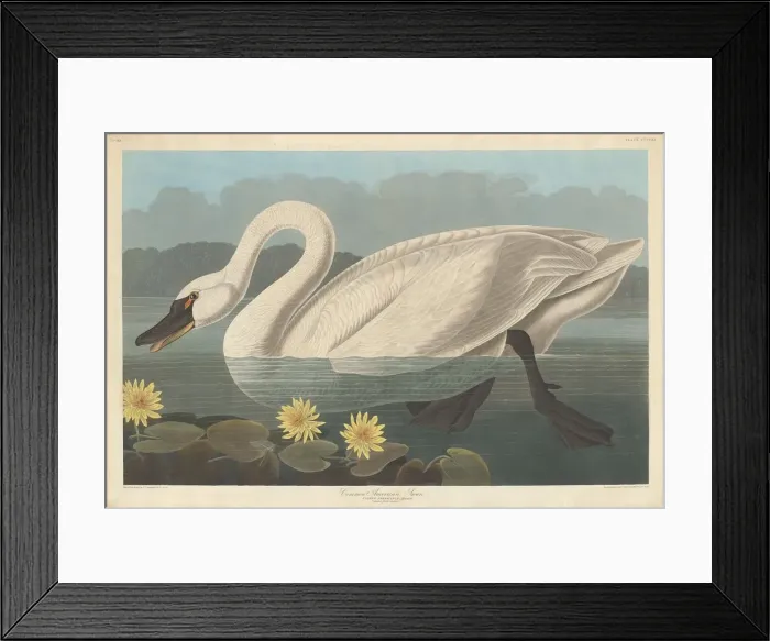 Framed Print : Common American Swan, 1838. Creator: Robert Havell Framed Print : Common American Swan, 1838. Creator: Robert Havell