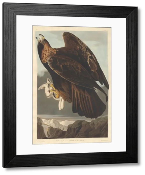 Framed Print : Golden Eagle, 1833. Creator: Robert Havell Framed Print : Golden Eagle, 1833. Creator: Robert Havell