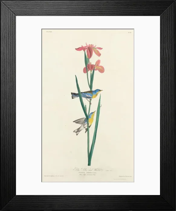 Framed Print : Blue Yellow-backed Warbler, 1827. Creator: Robert Havell Framed Print : Blue Yellow-backed Warbler, 1827. Creator: Robert Havell