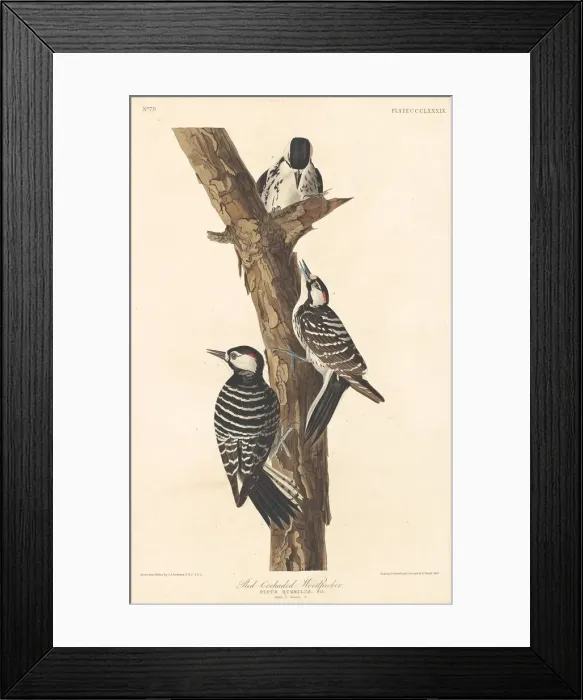 Framed Print : Red-cockaded Woodpecker, 1837. Creator: Robert Havell Framed Print : Red-cockaded Woodpecker, 1837. Creator: Robert Havell