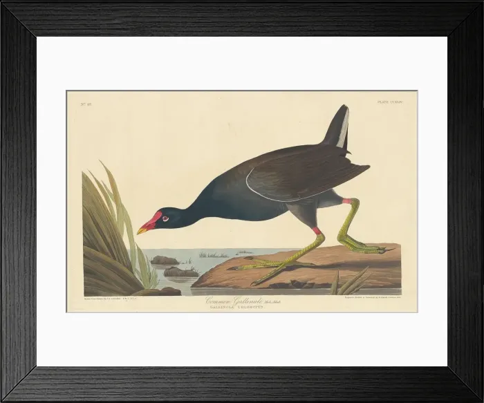 Framed Print : Common Gallinule, 1835. Creator: Robert Havell Framed Print : Common Gallinule, 1835. Creator: Robert Havell