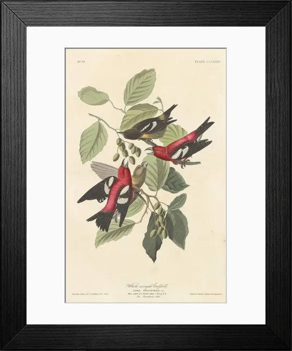 Framed Print : White-winged Crossbill, 1837. Creator: Robert Havell Framed Print : White-winged Crossbill, 1837. Creator: Robert Havell