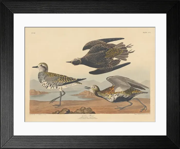Framed Print : Golden Plover, 1836. Creator: Robert Havell Framed Print : Golden Plover, 1836. Creator: Robert Havell