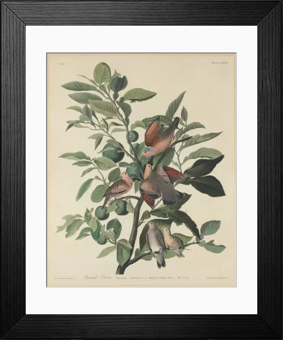 Framed Print : Ground Dove, 1833. Creator: Robert Havell Framed Print : Ground Dove, 1833. Creator: Robert Havell