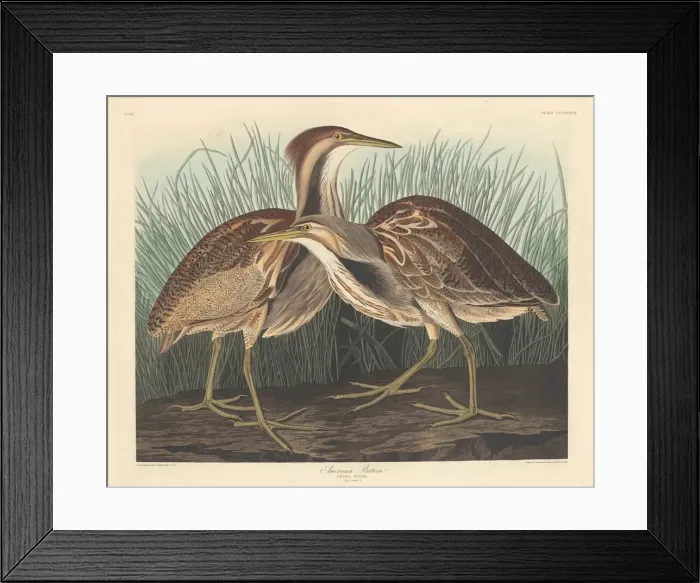 Framed Print : American Bittern, 1836. Creator: Robert Havell Framed Print : American Bittern, 1836. Creator: Robert Havell