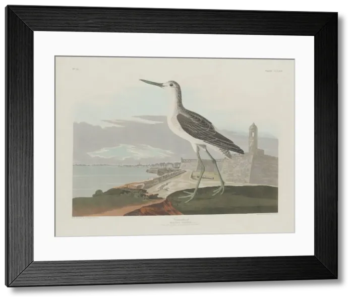 Framed Print : Greenshank, 1835. Creator: Robert Havell Framed Print : Greenshank, 1835. Creator: Robert Havell