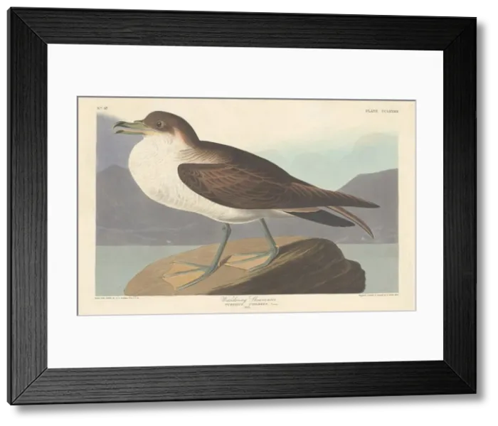 Framed Print : Wandering Shearwater, 1835. Creator: Robert Havell Framed Print : Wandering Shearwater, 1835. Creator: Robert Havell