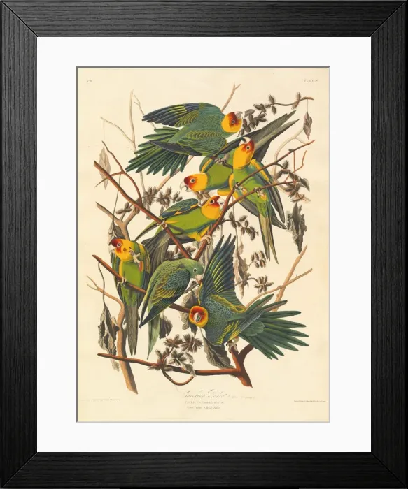 Framed Print : Carolina Parrot, 1827. Creator: Robert Havell Framed Print : Carolina Parrot, 1827. Creator: Robert Havell