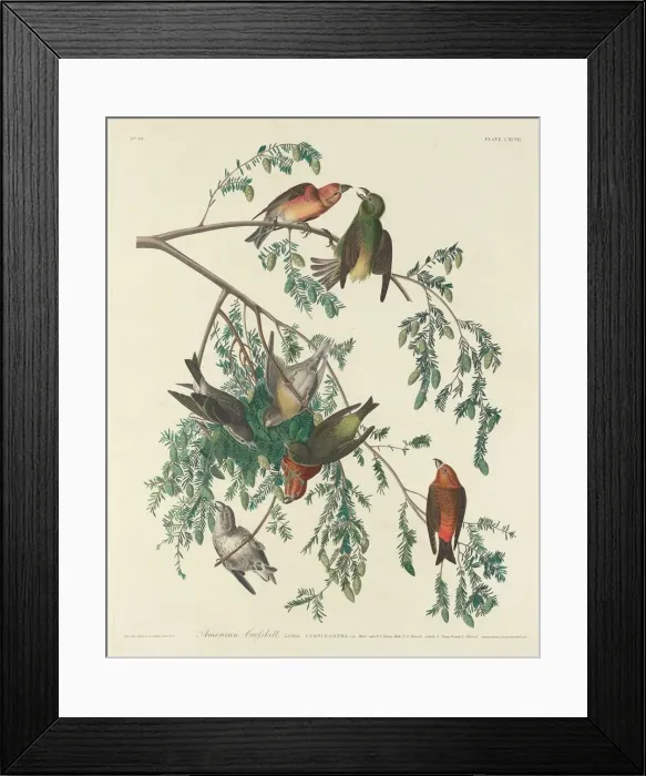 Framed Print : American Crossbill, 1834. Creator: Robert Havell Framed Print : American Crossbill, 1834. Creator: Robert Havell