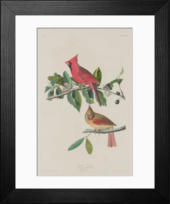 Framed Print : Cardinal Grosbeak, 1833. Creator: Robert Havell Framed Print : Cardinal Grosbeak, 1833. Creator: Robert Havell