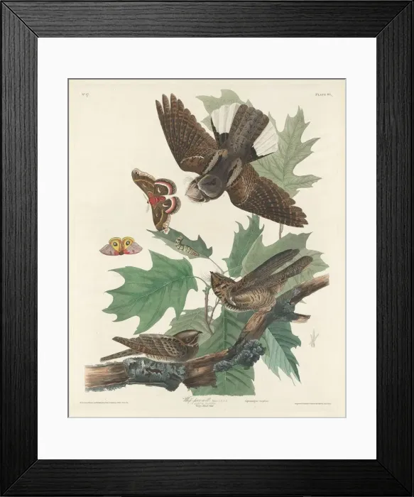 Framed Print : Whip-poor-will, 1830. Creator: Robert Havell Framed Print : Whip-poor-will, 1830. Creator: Robert Havell