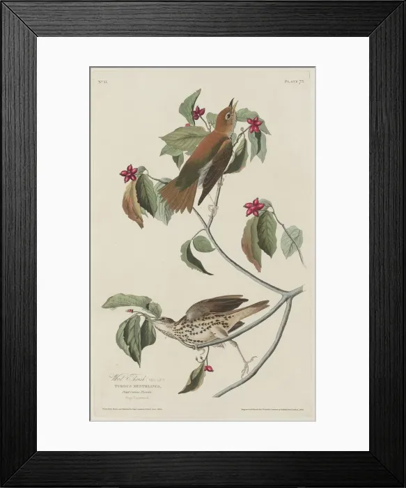 Framed Print : Wood Thrush, 1829. Creator: Robert Havell Framed Print : Wood Thrush, 1829. Creator: Robert Havell