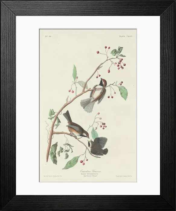Framed Print : Canadian Titmouse, 1834. Creator: Robert Havell Framed Print : Canadian Titmouse, 1834. Creator: Robert Havell