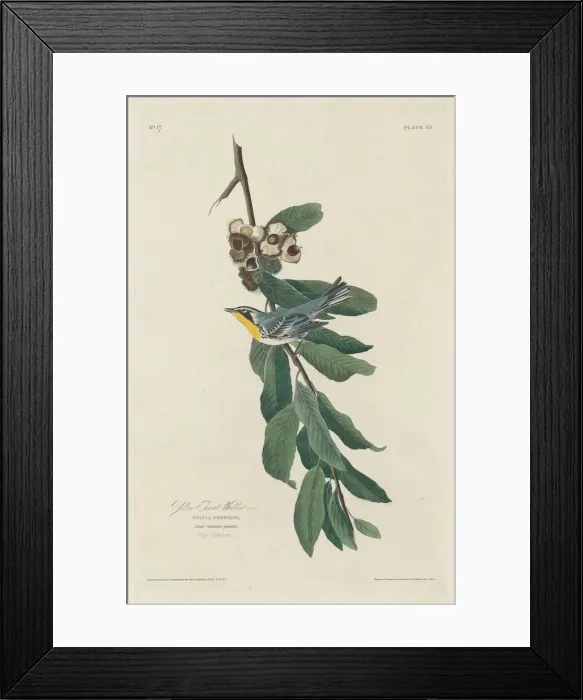 Framed Print : Yellow-throated Warbler, 1830. Creator: Robert Havell Framed Print : Yellow-throated Warbler, 1830. Creator: Robert Havell