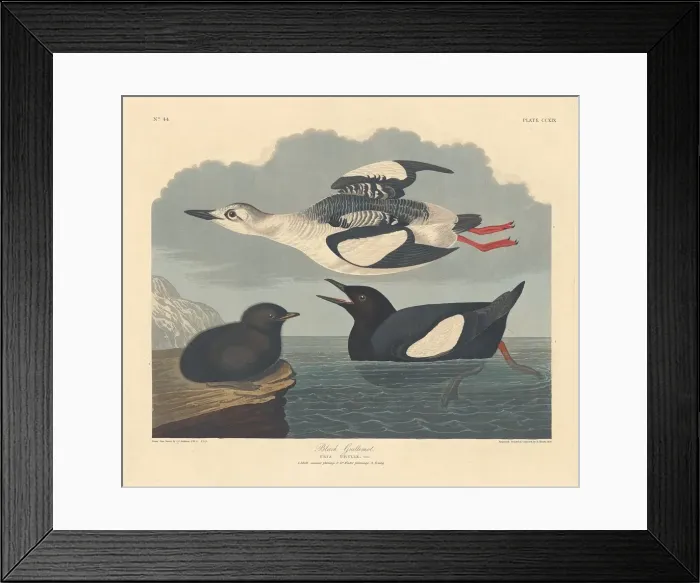 Framed Print : Black Guillemot, 1834. Creator: Robert Havell Framed Print : Black Guillemot, 1834. Creator: Robert Havell
