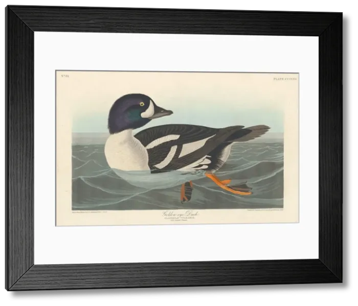 Framed Print : Golden-eye Duck, 1838. Creator: Robert Havell Framed Print : Golden-eye Duck, 1838. Creator: Robert Havell