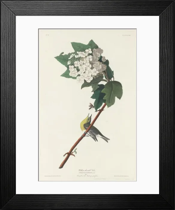 Framed Print : Yellow-throated Vireo, 1831. Creator: Robert Havell Framed Print : Yellow-throated Vireo, 1831. Creator: Robert Havell