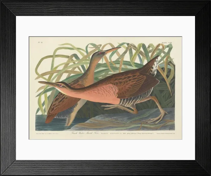 Framed Print : Fresh Water Marsh Hen, 1834. Creator: Robert Havell Framed Print : Fresh Water Marsh Hen, 1834. Creator: Robert Havell