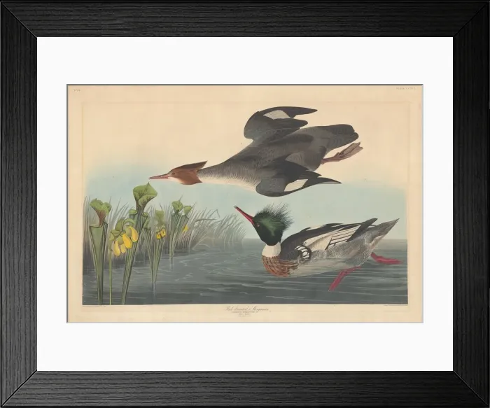 Framed Print : Red-breasted Merganser, 1838. Creator: Robert Havell Framed Print : Red-breasted Merganser, 1838. Creator: Robert Havell