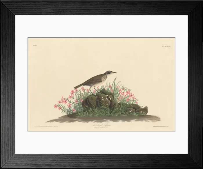 Framed Print : Prairie Titlark, 1830. Creator: Robert Havell Framed Print : Prairie Titlark, 1830. Creator: Robert Havell