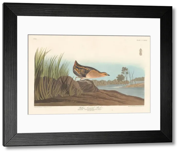 Framed Print : Yellow-breasted Rail, 1836. Creator: Robert Havell Framed Print : Yellow-breasted Rail, 1836. Creator: Robert Havell