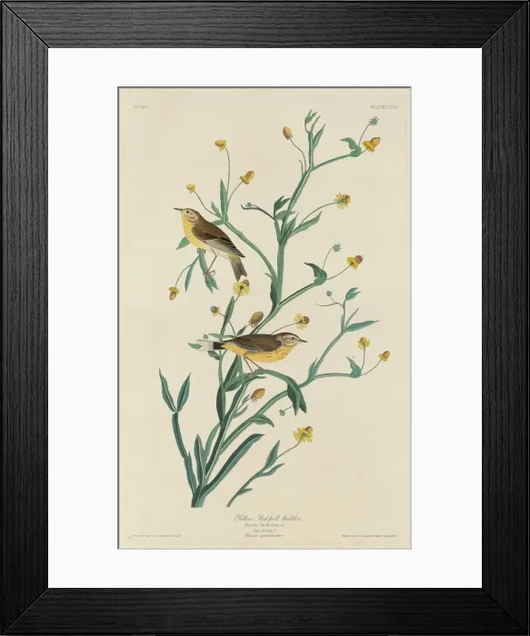Framed Print : Yellow Red-Poll Warbler, 1832. Creator: Robert Havell Framed Print : Yellow Red-Poll Warbler, 1832. Creator: Robert Havell