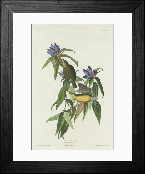 Framed Print : Connecticut Warbler, 1832. Creator: Robert Havell Framed Print : Connecticut Warbler, 1832. Creator: Robert Havell