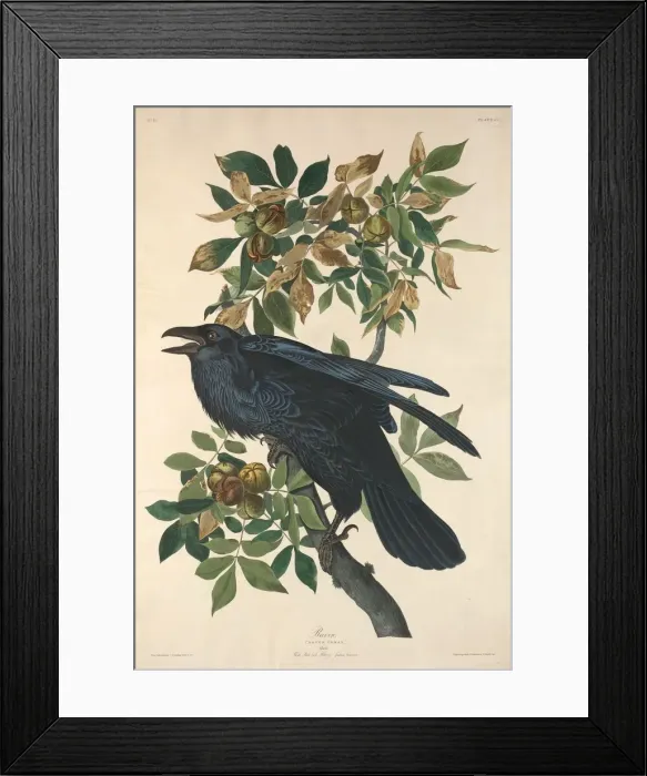 Framed Print : Raven, 1831. Creator: Robert Havell Framed Print : Raven, 1831. Creator: Robert Havell