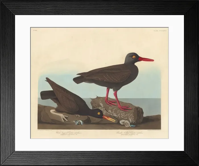 Framed Print : White-Legged Oyster-Catcher and Slender-Billed Oyster-Catcher, 1838 Framed Print : White-Legged Oyster-Catcher and Slender-Billed Oyster-Catcher, 1838