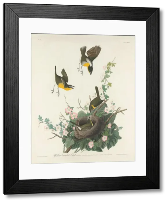 Framed Print : Yellow-breasted Chat, 1832. Creator: Robert Havell Framed Print : Yellow-breasted Chat, 1832. Creator: Robert Havell