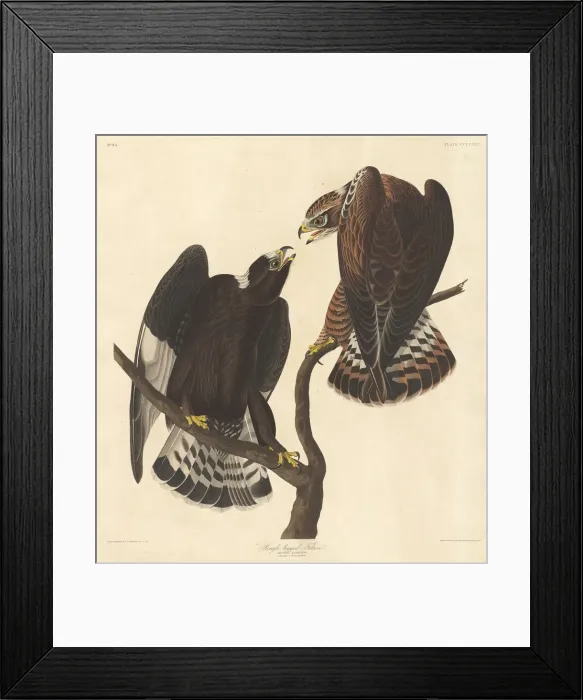 Framed Print : Rough-legged Falcon, 1838. Creator: Robert Havell Framed Print : Rough-legged Falcon, 1838. Creator: Robert Havell