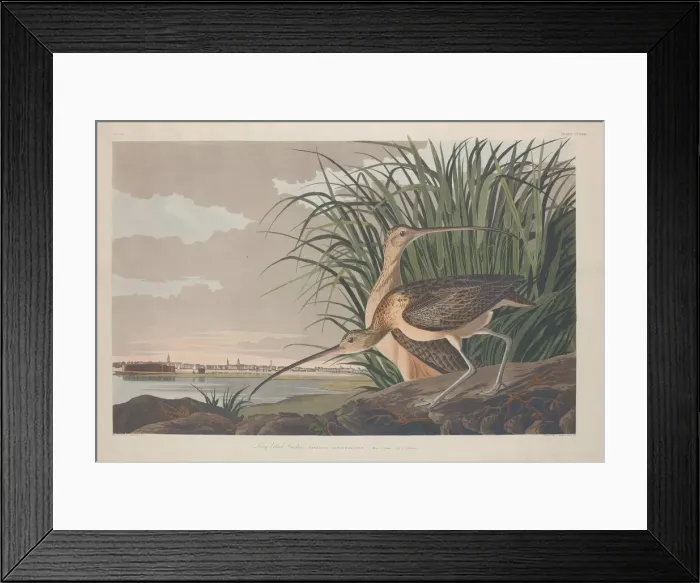 Framed Print : Long-billed Curlew, 1834. Creator: Robert Havell Framed Print : Long-billed Curlew, 1834. Creator: Robert Havell
