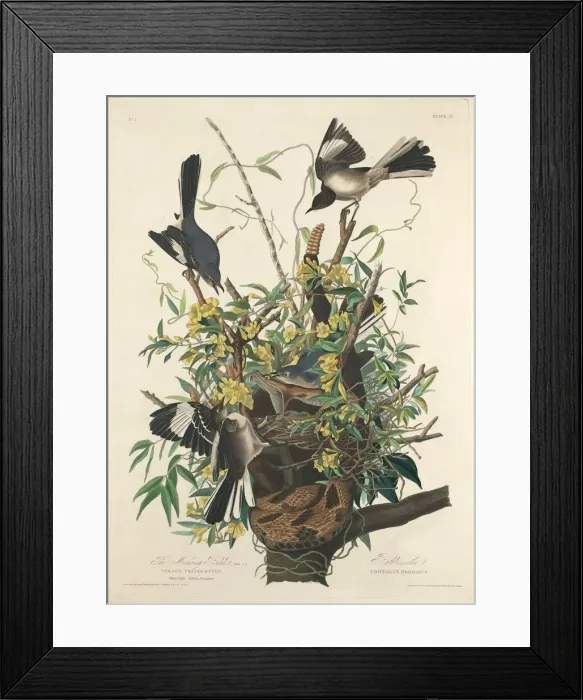 Framed Print : The Mocking Bird, 1827. Creator: Robert Havell Framed Print : The Mocking Bird, 1827. Creator: Robert Havell