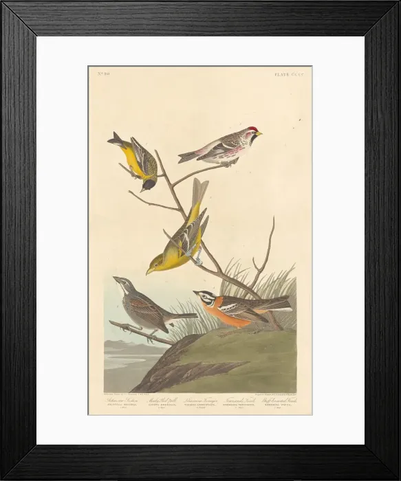 Framed Print : Arkansaw Siskin, Mealy Red-poll, Louisiana Tanager, Townsends Finch and... 1837 Framed Print : Arkansaw Siskin, Mealy Red-poll, Louisiana Tanager, Townsends Finch and... 1837