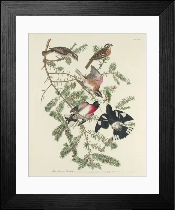 Framed Print : Rose-breasted Grosbeak, 1832. Creator: Robert Havell Framed Print : Rose-breasted Grosbeak, 1832. Creator: Robert Havell