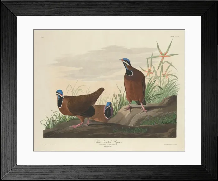 Framed Print : Blue-headed Pigeon, 1833. Creator: Robert Havell Framed Print : Blue-headed Pigeon, 1833. Creator: Robert Havell