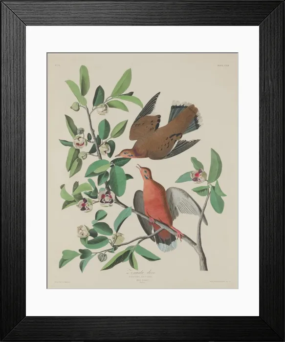 Framed Print : Zenaida Dove, 1833. Creator: Robert Havell