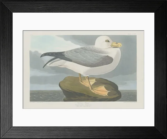 Framed Print : Fulmer Petrel, 1835. Creator: Robert Havell Framed Print : Fulmer Petrel, 1835. Creator: Robert Havell