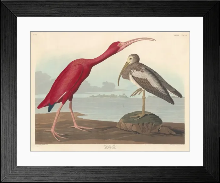 Framed Print : Scarlet Ibis, 1837. Creator: Robert Havell Framed Print : Scarlet Ibis, 1837. Creator: Robert Havell
