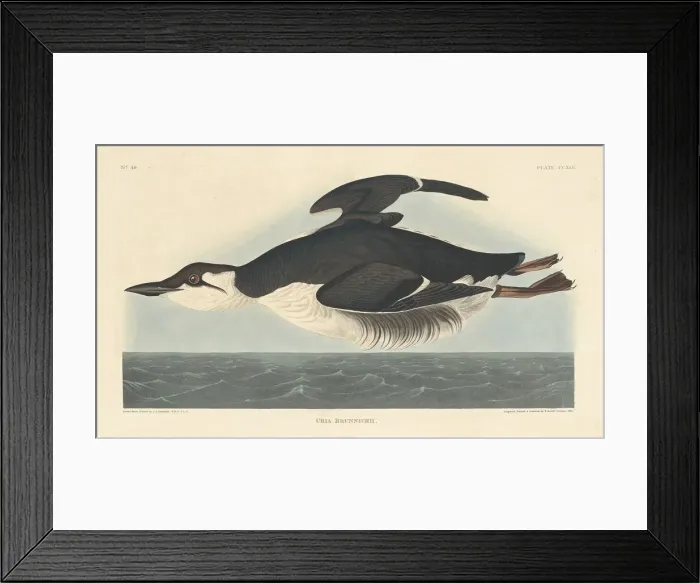 Framed Print : Uria Brunnichii, 1835. Creator: Robert Havell Framed Print : Uria Brunnichii, 1835. Creator: Robert Havell