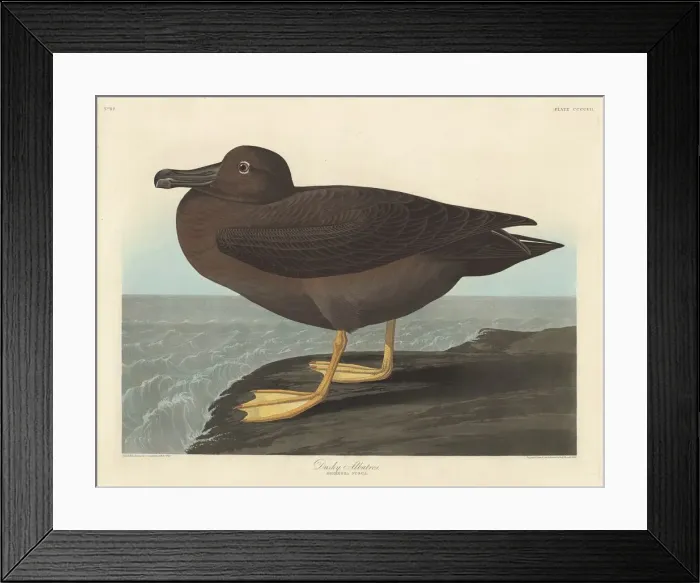 Framed Print : Dusky Albatros, 1838. Creator: Robert Havell Framed Print : Dusky Albatros, 1838. Creator: Robert Havell
