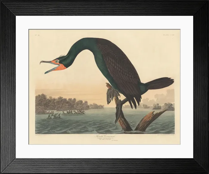 Framed Print : Florida Cormorant, 1835. Creator: Robert Havell Framed Print : Florida Cormorant, 1835. Creator: Robert Havell