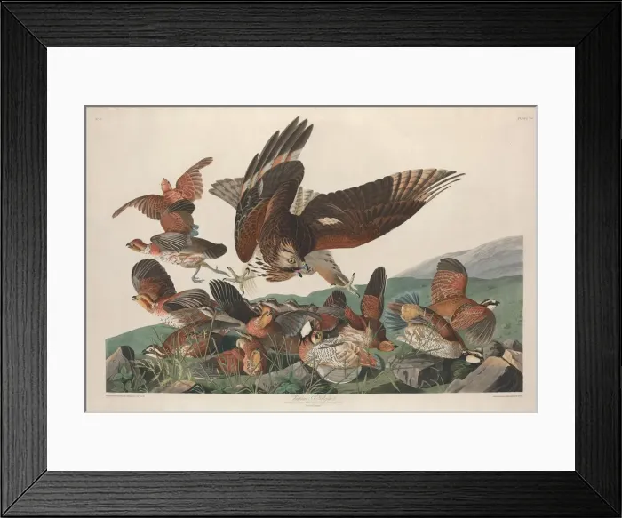 Framed Print : Virginian Partridge, 1830. Creator: Robert Havell Framed Print : Virginian Partridge, 1830. Creator: Robert Havell