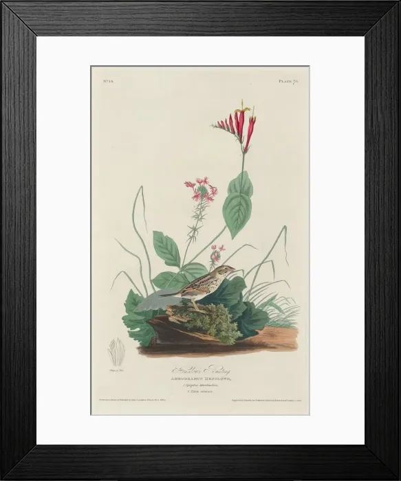 Framed Print : Henslows Bunting, 1829. Creator: Robert Havell Framed Print : Henslows Bunting, 1829. Creator: Robert Havell